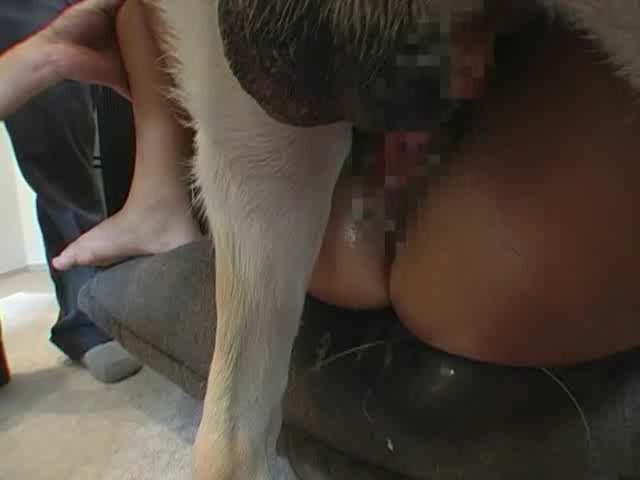Eating dog cum compilation